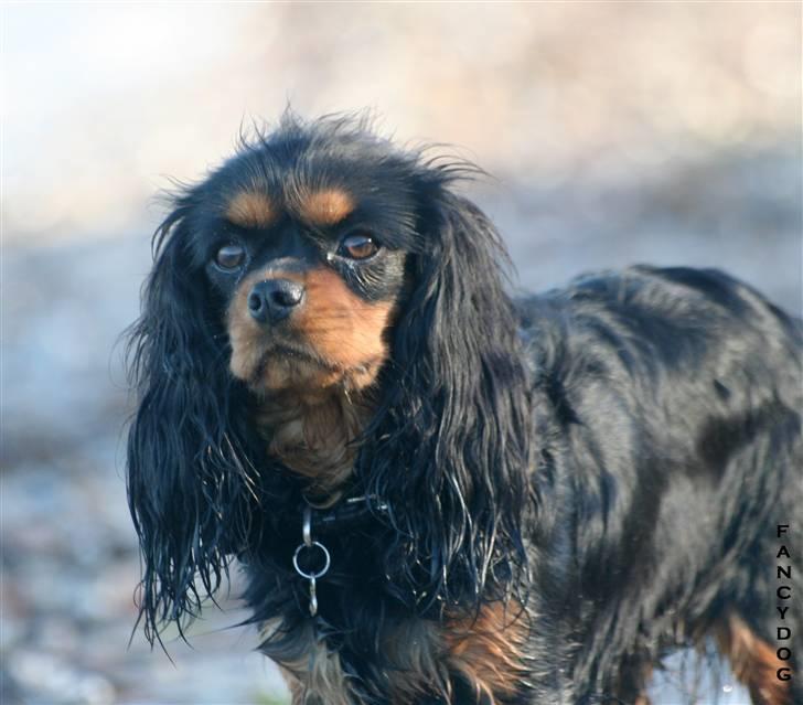 Cavalier king charles spaniel Bianca - En tur ved vandet. har lige været nede og snuse.. NYT billede billede 16
