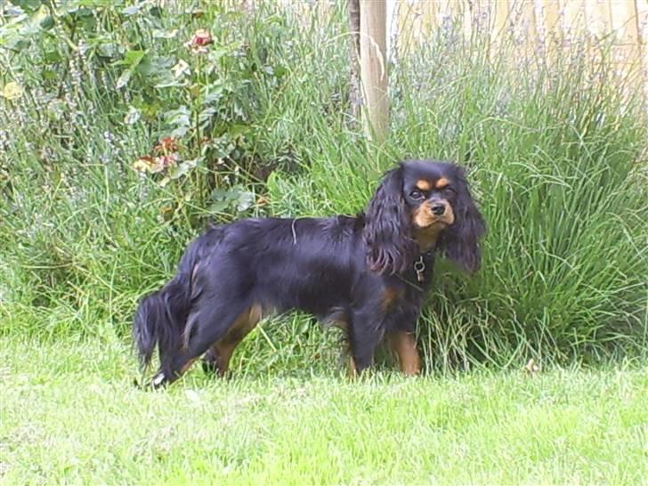 Cavalier king charles spaniel Bianca - I haven foran "Pjuske"  billede 17