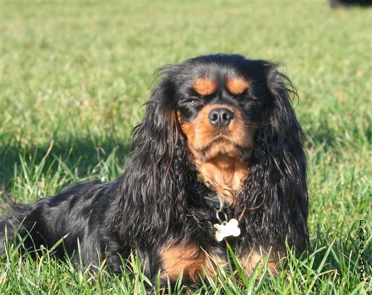 Cavalier king charles spaniel Bianca - Hvem sagde lige prinsessen...? NYT billede billede 18