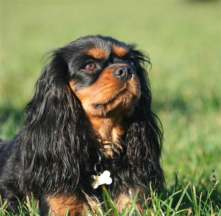 Cavalier king charles spaniel Bianca - Endnu en hurtighund. NYT billede billede 19