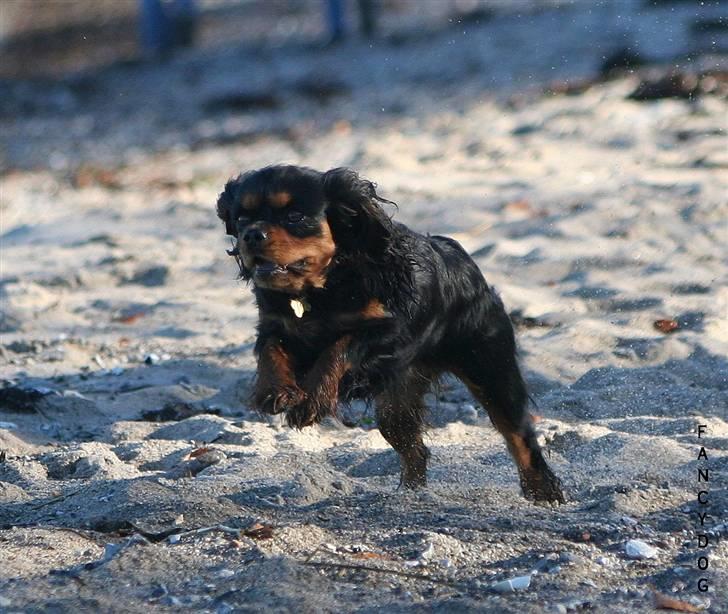 Cavalier king charles spaniel Bianca - I fuld spring på stranden billede 20