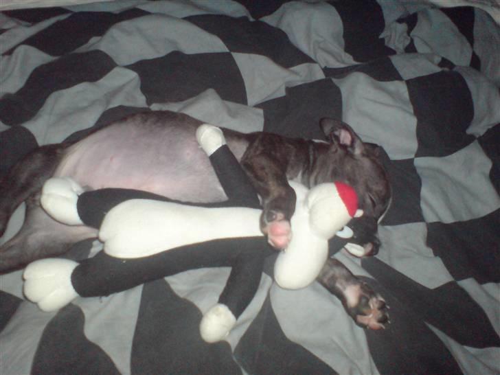 Amerikansk staffordshire terrier Otto billede 16