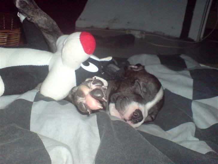 Amerikansk staffordshire terrier Otto billede 17