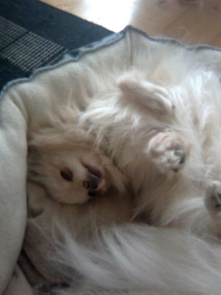 Pomeranian Coco - Min mor beklager kvalitet ( Mobil kamera ) billede 3