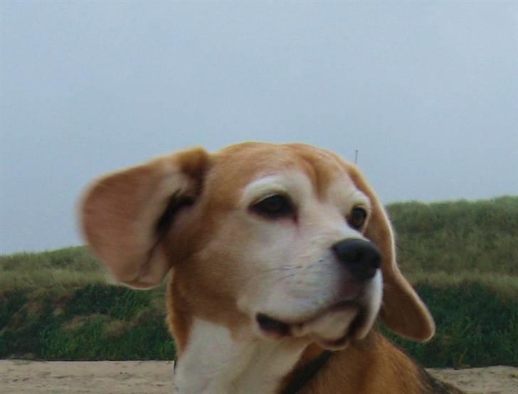 Beagle Magnus - >>> Hvem MIG <<< det forstår jeg IKKE billede 10