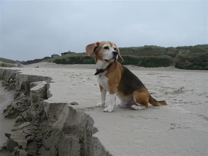 Beagle Magnus billede 11