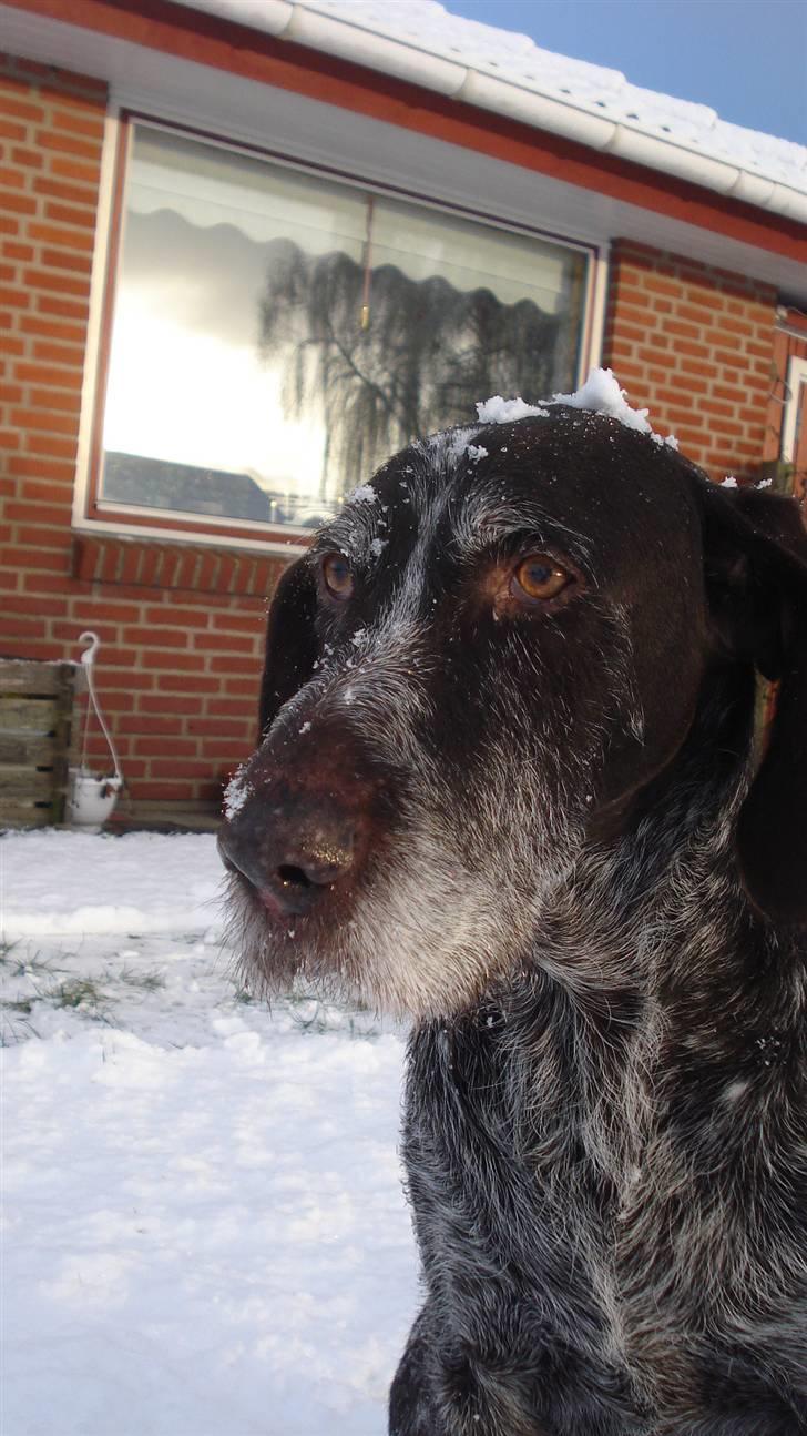 Ruhåret hønsehund Jack   † sov sødt † - kan du ikke se hvor smuk, sød og dejlig jeg var? /: .. - et af de sidste billeder af verdens bedste hund! billede 1