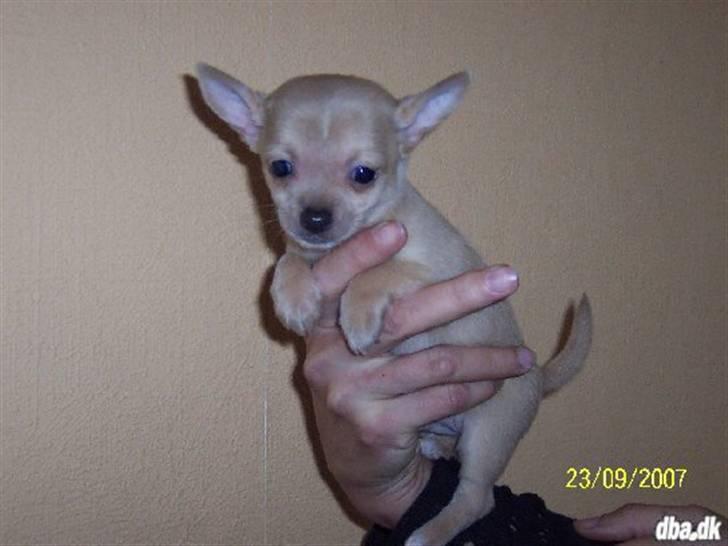 Chihuahua Tonser *HIMMELHUND* - Da jeg lige var kommet hjem, hvor var jeg bette..  billede 2