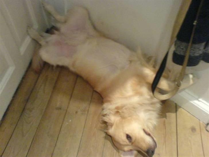 Golden retriever Luna - Tager mig lige en slapper billede 14