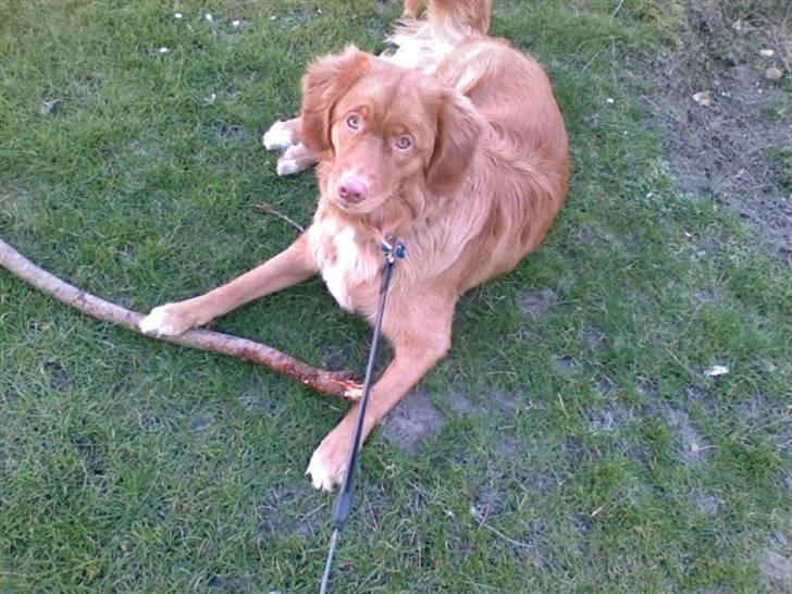 Nova scotia duck tolling retriever Mowgli billede 1