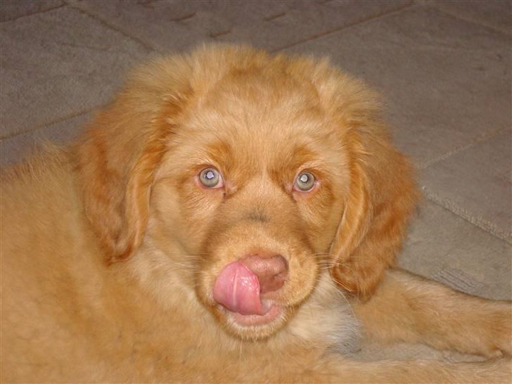 Nova scotia duck tolling retriever Mowgli billede 2