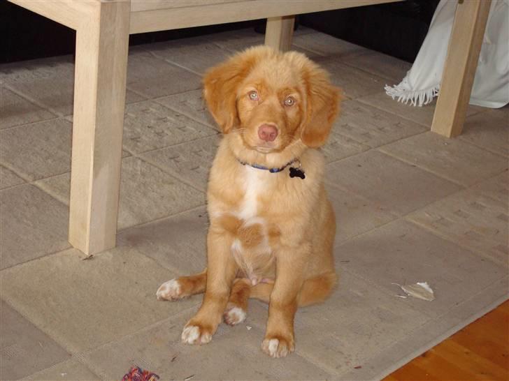 Nova scotia duck tolling retriever Mowgli billede 3