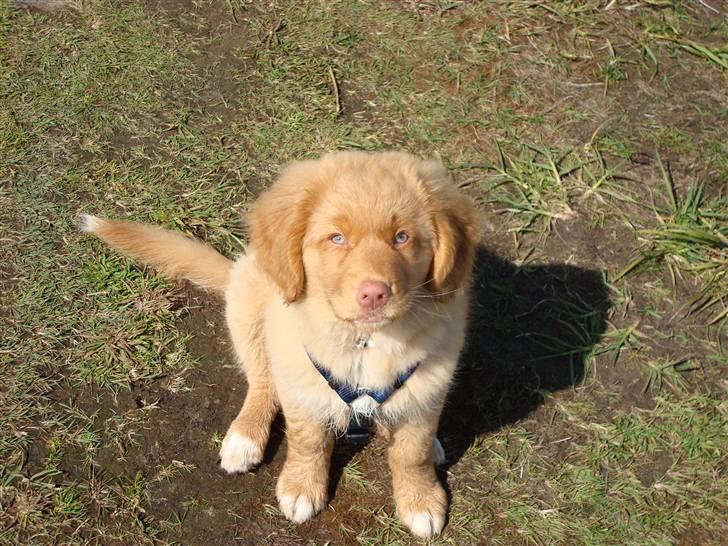 Nova scotia duck tolling retriever Mowgli billede 4
