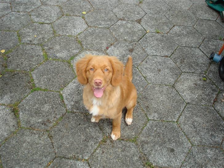 Nova scotia duck tolling retriever Mowgli billede 5