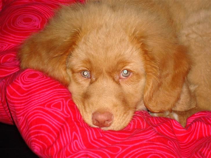 Nova scotia duck tolling retriever Mowgli billede 6