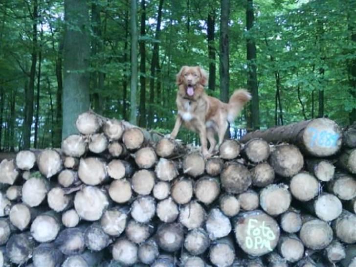 Nova scotia duck tolling retriever Mowgli billede 7