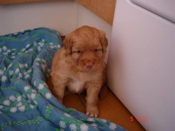 Nova scotia duck tolling retriever Mowgli billede 8