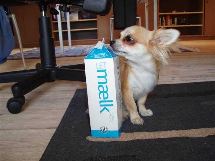 Chihuahua Frida - ja, stor er hun ikke:-) billede 1