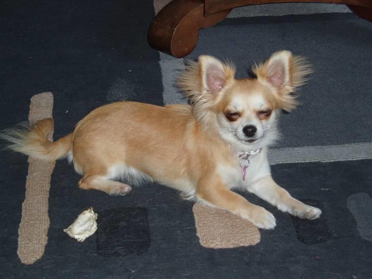 Chihuahua Frida - smukke prinsesse billede 2