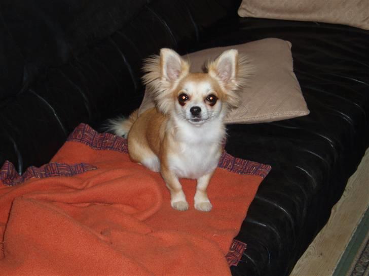 Chihuahua Frida - frida sidder i sofaen og hersker:-) billede 3