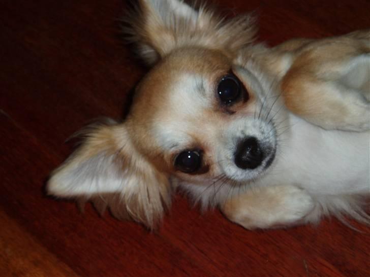 Chihuahua Frida - jeg har overgivet mig til kameraet billede 4