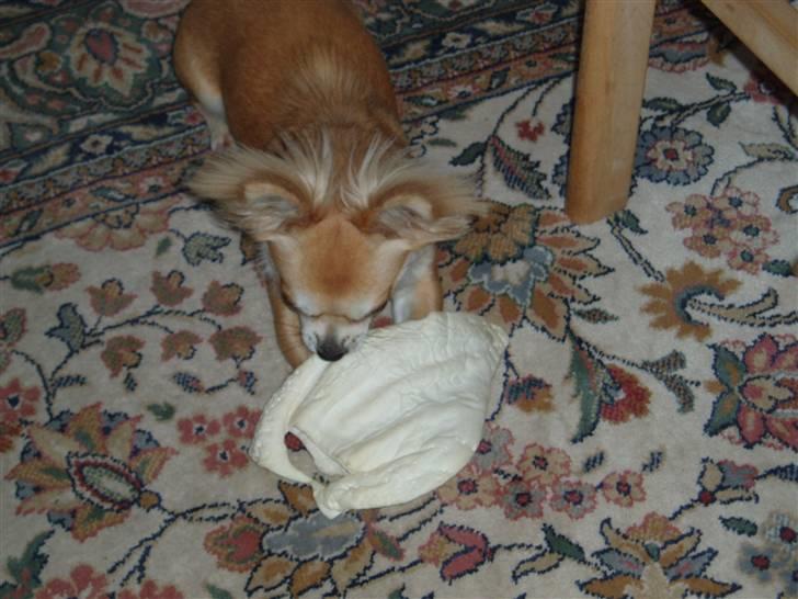 Chihuahua Frida - Lille frida - stort okseøre. billede 5