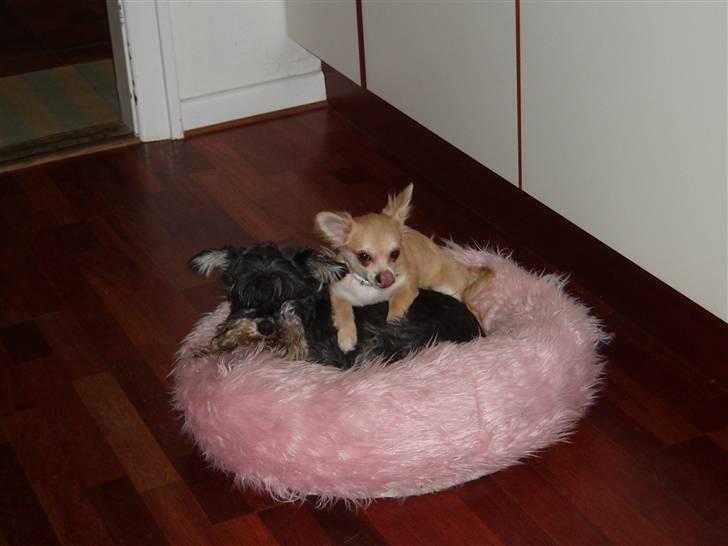 Chihuahua Frida - Frida sammen med mine forældres dværgschnauzer billede 6