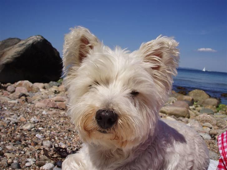 West highland white terrier Finn billede 1