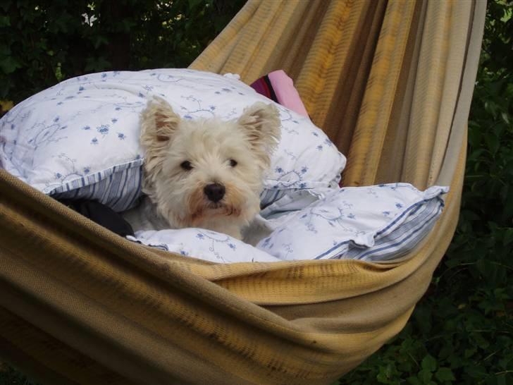 West highland white terrier Finn billede 2
