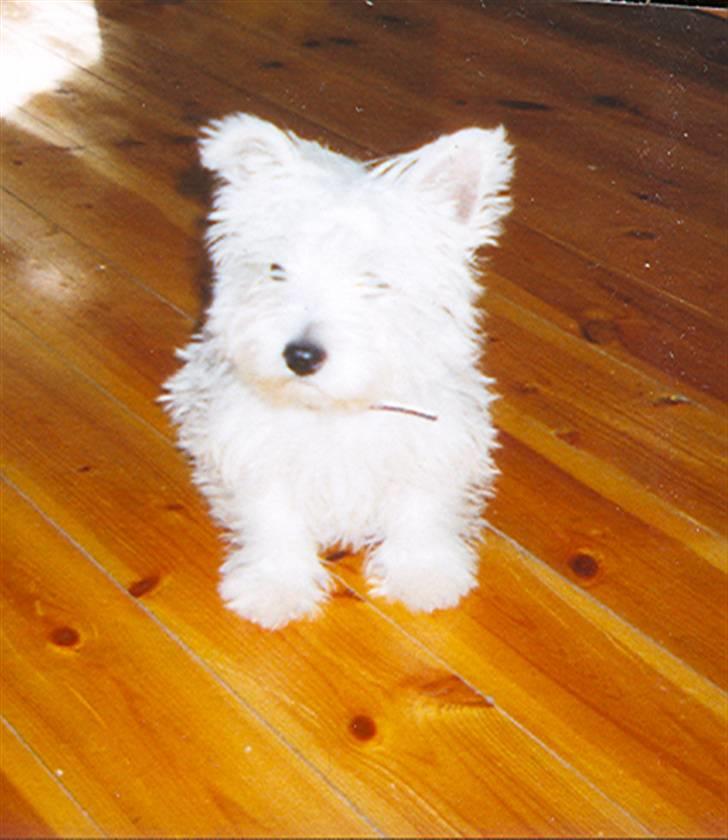 West highland white terrier Finn billede 3