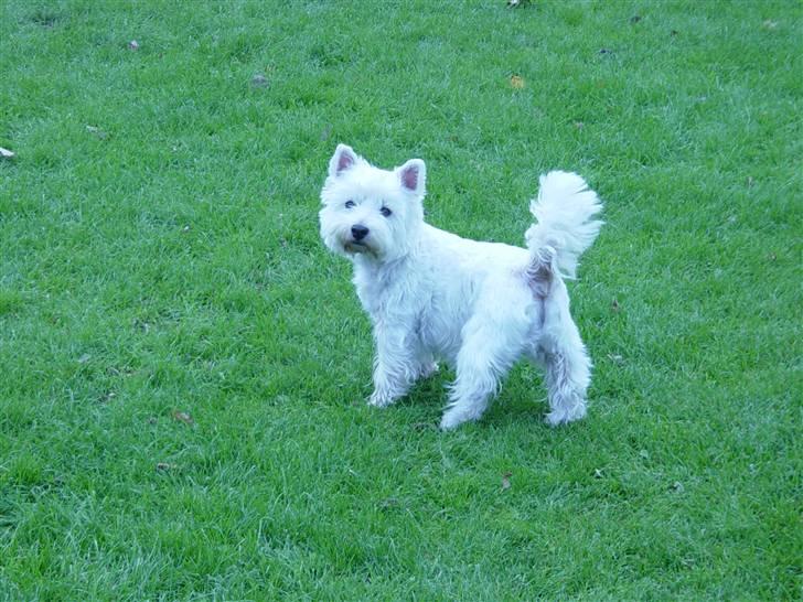 West highland white terrier Finn billede 4