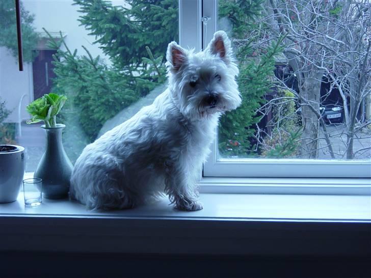West highland white terrier Finn billede 5