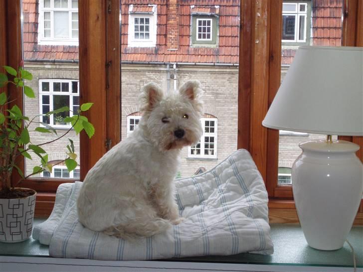 West highland white terrier Finn billede 6