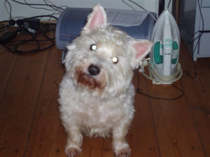 West highland white terrier Finn billede 7