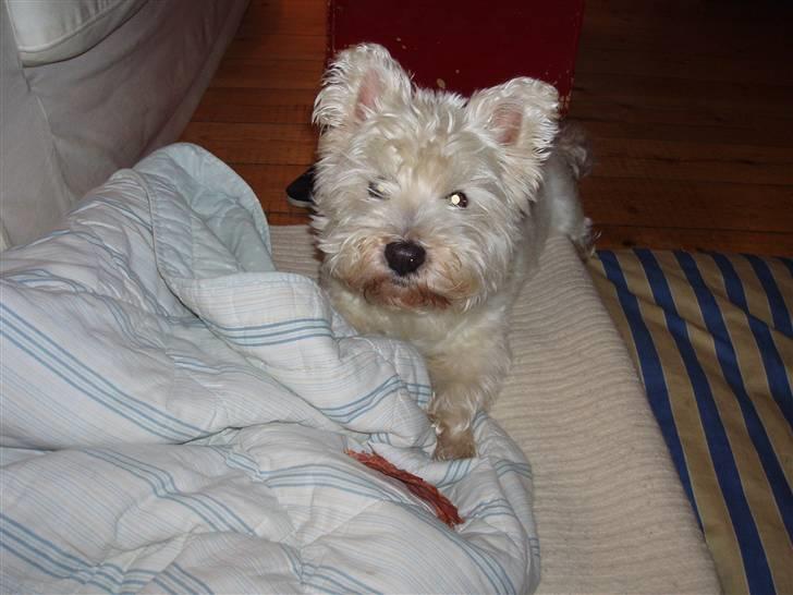 West highland white terrier Finn billede 8