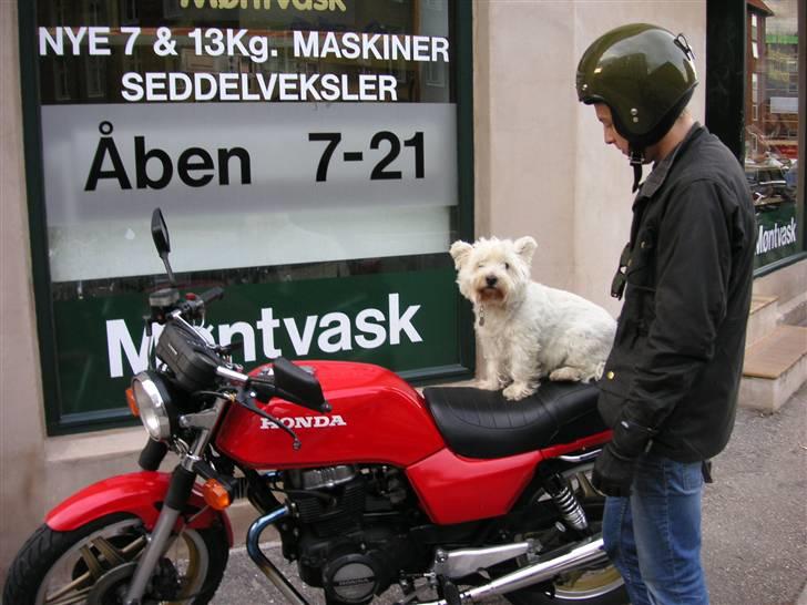 West highland white terrier Finn billede 9