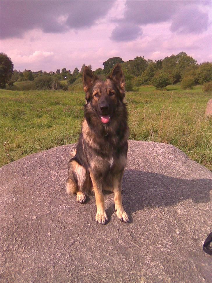 Schæferhund Titan - SE hvor fint jeg sidder " må jeg få guffer nu " billede 1