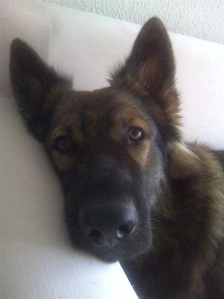 Schæferhund Titan billede 2