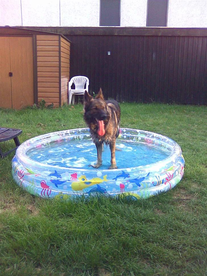 Schæferhund Titan - Ahhhhh dejligggt billede 3