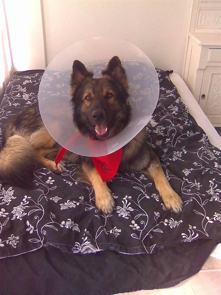 Schæferhund Titan - Lige kommet hjem efter kastration billede 4
