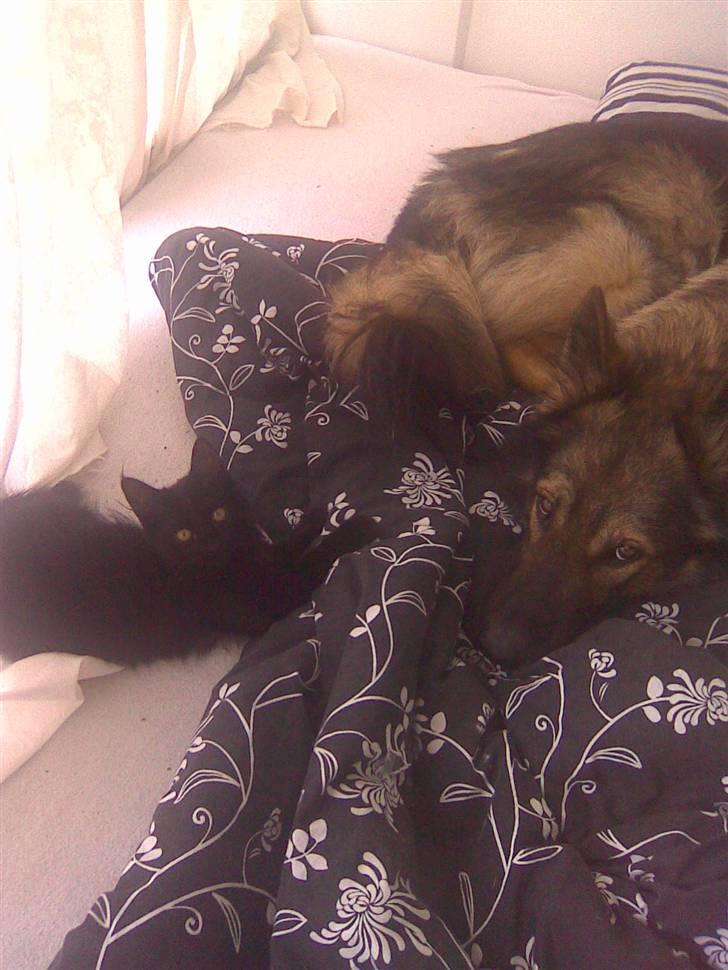 Schæferhund Titan billede 5