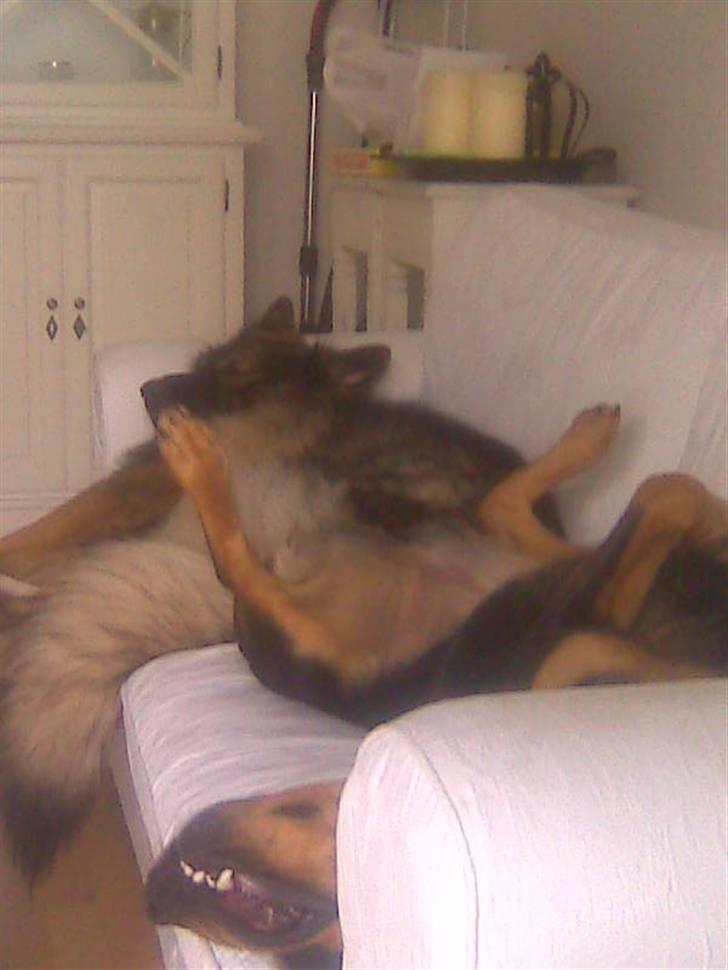 Schæferhund Titan billede 6