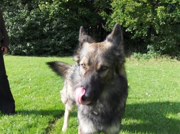 Schæferhund Titan billede 7