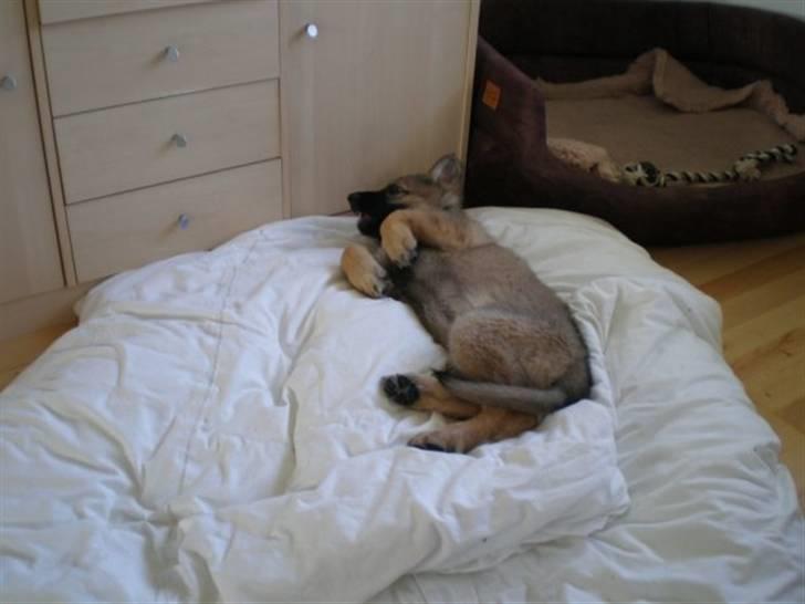 Schæferhund Titan billede 8