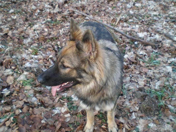 Schæferhund Titan billede 9