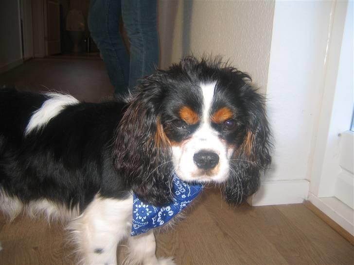 Cavalier king charles spaniel Boffi billede 6