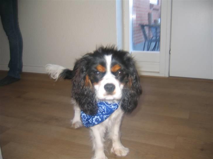 Cavalier king charles spaniel Boffi - hvordan går det?*S* billede 7