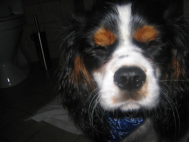 Cavalier king charles spaniel Boffi - hehe, boffi(; billede 8