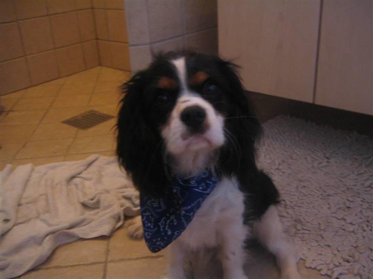 Cavalier king charles spaniel Boffi - hej med dig min ven. billede 9