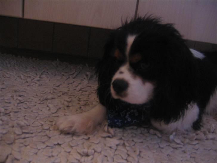 Cavalier king charles spaniel Boffi - træt,træt,træt billede 10